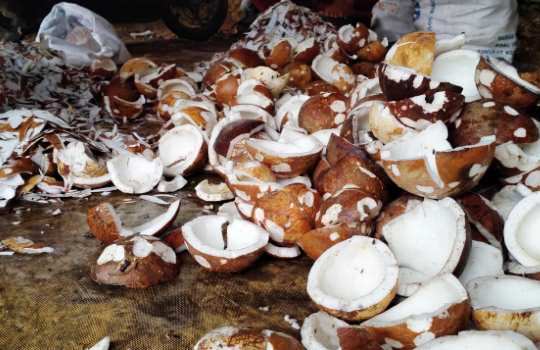 Harga Kopra per Kg Terbaru