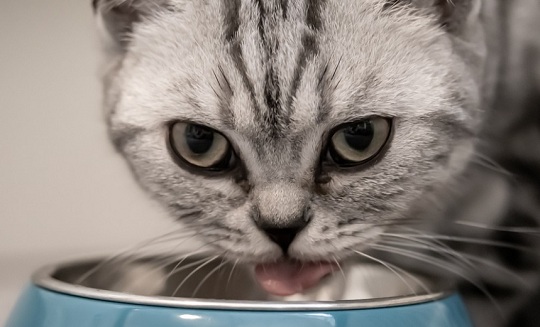 Daftar Harga Pakan Kucing Terbaru