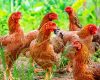 Cara Ternak Ayam Kampung Cepat Panen untuk Keuntungan Besar