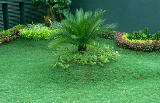 Harga Rumput Gajah Mini Terbaru